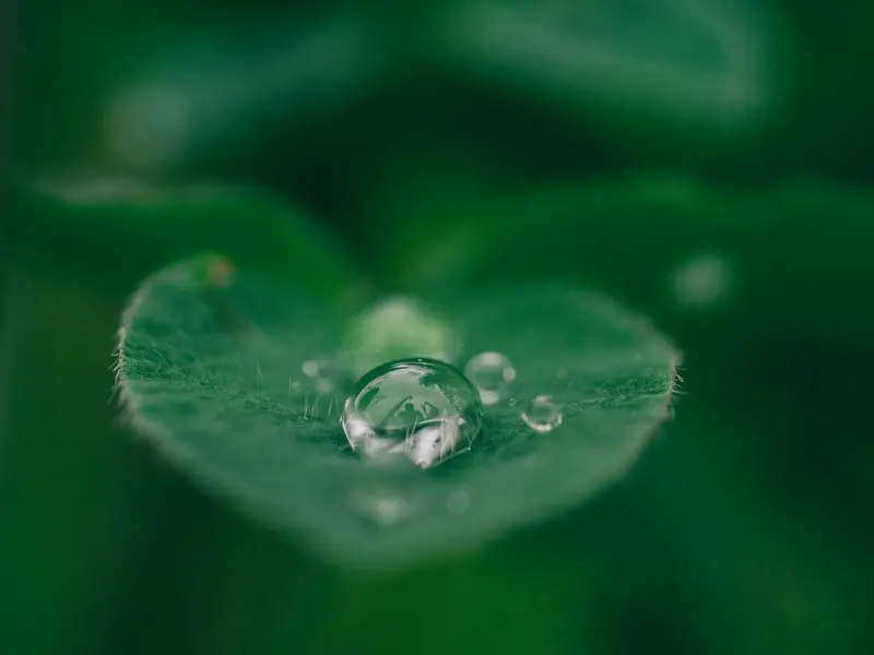 Une goutte d'eau posée sur une feuille verte.
